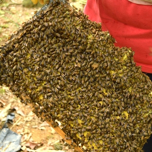 中蜂群带蜂箱土活体蜂苗蜂群群中华蜂群笼蜂蜜蜂中华蜂3脾带蜂王回事软绵绵的是怎么仓鼠图片
