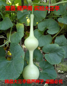 超大三庭葫芦种子籽大三挺大三亭葫芦种子籽60-85cm稀有名贵品种
