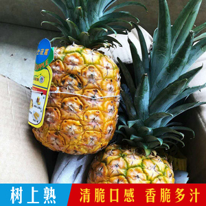 金菠萝的实时信息