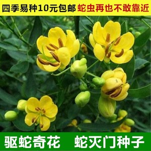 蛇灭门种子 夏季室内耐寒植物驱蚊草驱蛇盆栽公园庭院 四季种易活