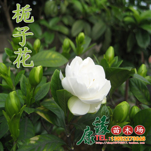 阳台室内外花卉植物盆栽小叶枝子花大叶栀子花苗香花促销