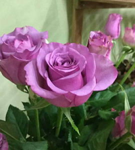 新品种紫玫瑰【冷美人】盆栽花卉 切花玫瑰苗 地栽盆栽月季花苗