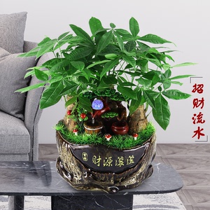 发财树微景观流水景观发财树组合盆栽发财树盆栽开业乔迁送礼盆栽
