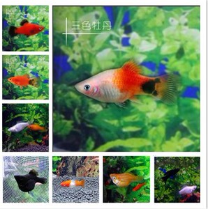 热带鱼观赏鱼黑玛丽金黄白银玛丽淡水鱼小型胎生鱼草缸金鱼鱼活体