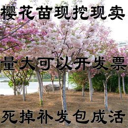 庭院绿化树苗樱花苗嫁接樱花树苗日本樱花苗樱花小苗绿化工程苗