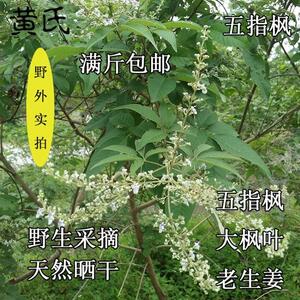 野生新鲜晒干牡荆五指枫荆条棵五指柑黄荆柴黄金子洗澡茶泡脚茶