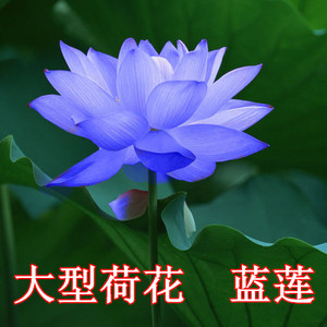水生花卉蓝色大型荷花种子池塘观赏莲花蓝色睡莲 观赏食用莲藕