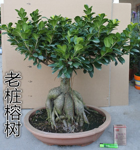 大型小叶榕树树桩 s造型榕树盆景盆栽 绿植室外庭院阳台观茎植物