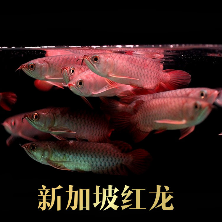新加坡红龙鱼活体号半红龙练手龙鱼红金龙鱼活体小鱼金龙鱼苗包邮