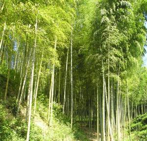 竹子苗种植价格