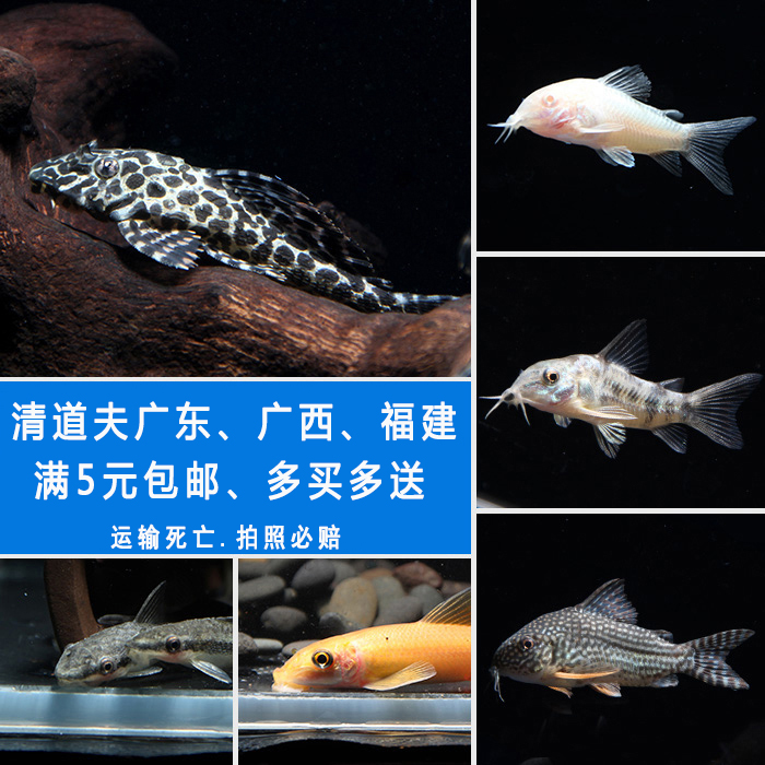 清道夫小型鱼工具鱼老鼠鱼活热带鱼活体观赏鱼清洁鱼冷水鱼异形鱼