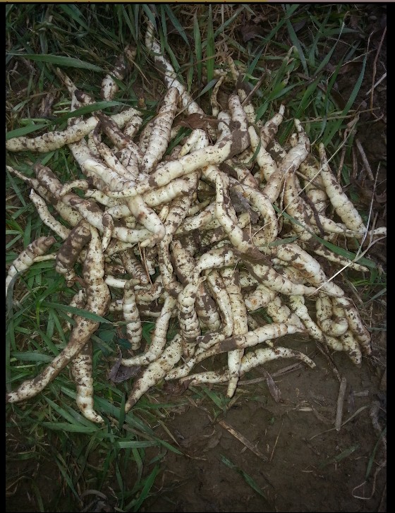 新鲜野生泽兰根 地参 地笋地藕 虫草参银条菜冬虫草地冬草