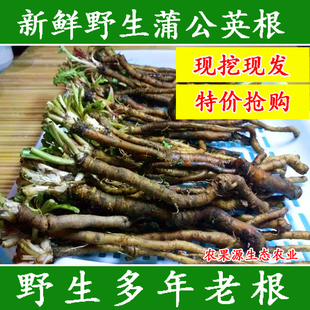 1折 淘宝 4斤野生荠菜野菜新鲜包邮 纯天然野菜荠荠菜地菜现挖现发