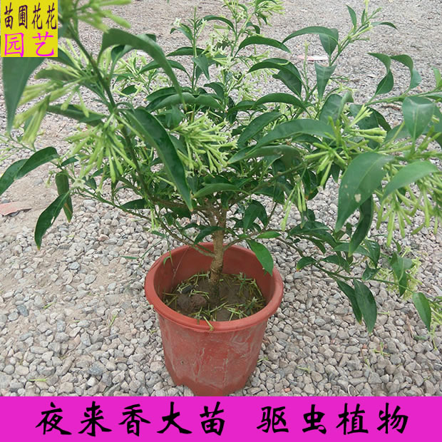 夜来香花盆栽 庭院驱蚊香草植物 阳台室内芳香花卉当年开花