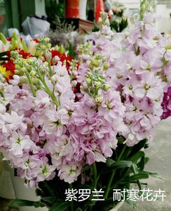 紫罗兰盆栽花苗 室外阳台庭院花园地栽花卉 耐寒 span class=h></p></a>植物 