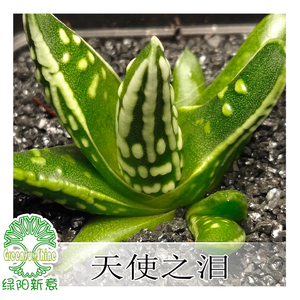 品牌名称: 天使之泪硬叶