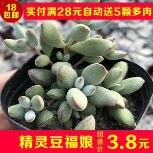 多肉植物 精灵 span class=h>豆 /span>福娘 新手多肉组合盆栽绿植