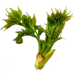 刺嫩芽 500g 速冻东北 山菜 老芽新鲜蔬菜山 span class=h>野菜 /span