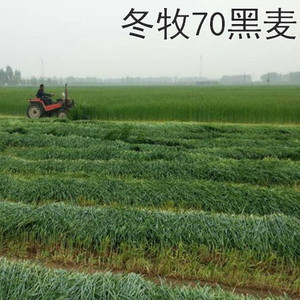 牧草种子冬牧70黑麦草种子图片
