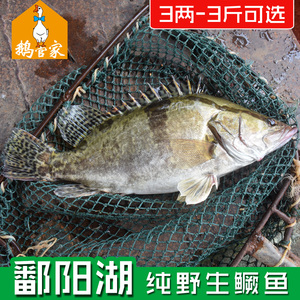 【鄱阳湖野生桂鱼】正宗纯野生鳜鱼桂鱼桂花鱼季花鱼新鲜现杀500g