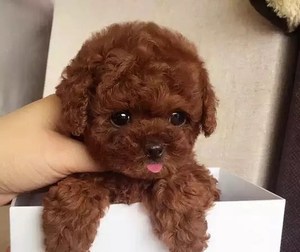 贵宾犬幼犬图片