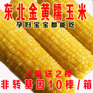 东北金黄糯 span class=h>玉米 /span>10支粘 span class=h>玉米 