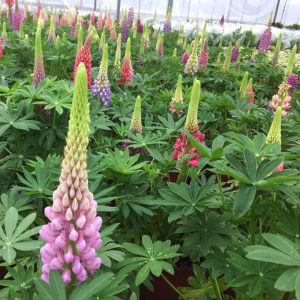 鲁冰花盆栽带花阳台庭院花苗室外耐寒植物多年生草本花卉易种