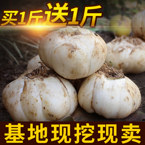 甘肃兰州鲜百合500g克*2非特级特产天然纯食用老韩新鲜甜百合包邮百合花