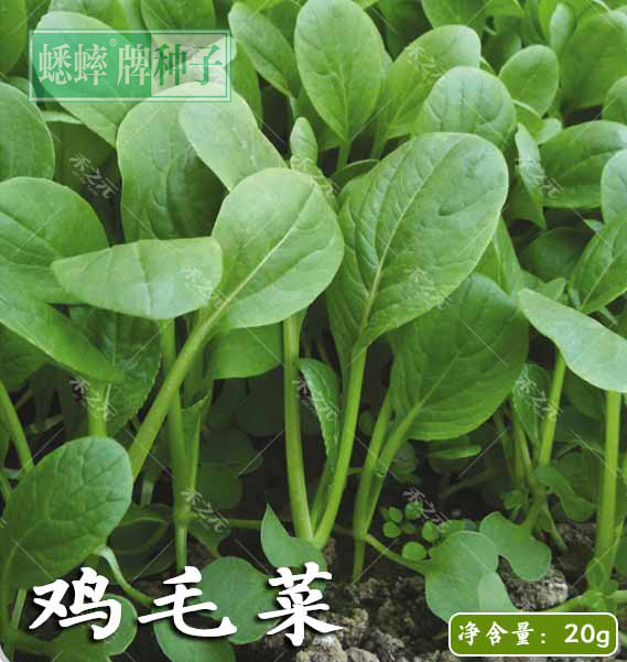 鸡毛菜菜籽种子蔬菜孑春季播秋冬季种植上海青四季小白菜青菜种籽