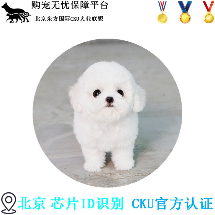 北京正规狗场出售纯种茶杯比熊幼犬 赛级宠物狗活体 外地可空运