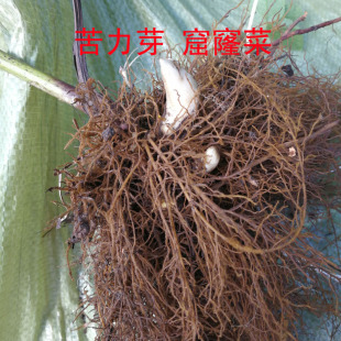 东北山野菜根苗种苗苦力芽窟窿菜根苗升麻苗