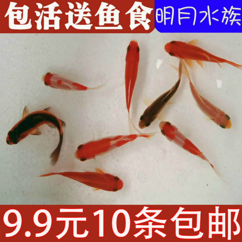 中国金鱼活体精品小型观赏鱼迷你淡水红金鱼鱼苗小红草冷水鱼包邮