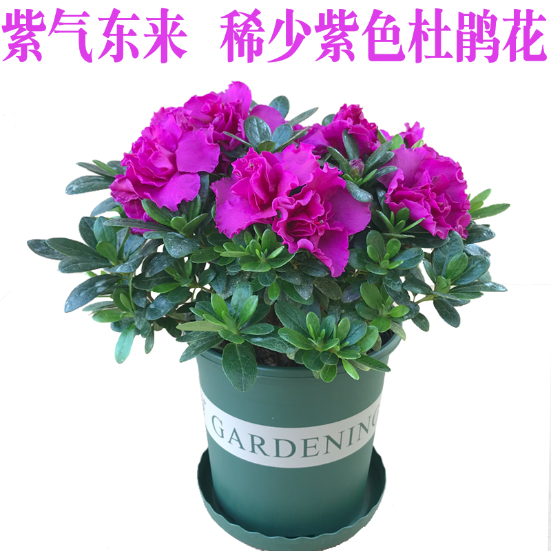 新大山紫色杜鹃花卉西德玉带盆种好四季开花好养植物阳台室内盆栽