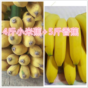 4斤小米蕉 5斤香蕉共9斤香蕉新鲜banana 有坏补发 包邮