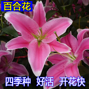 class=h>秋季/span>花种子室外易种耐热百合花种球四季播易活花籽