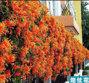 鞭炮花炮仗花种子图片