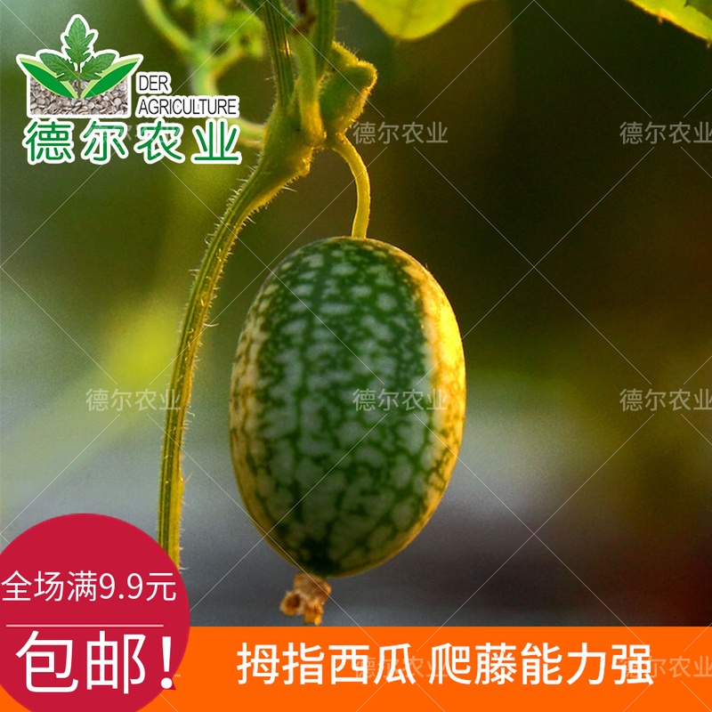 拇指西瓜种子小黄瓜阳台四季种高产观赏迷你西瓜种子盆栽水果可吃