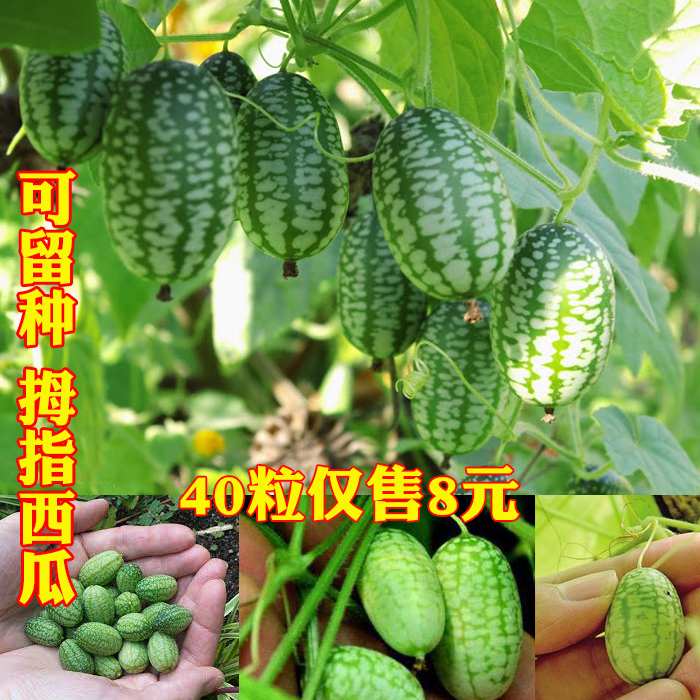有机拇指西瓜种子 迷你西瓜种子 可留种 好吃好看 蔬菜水果种子