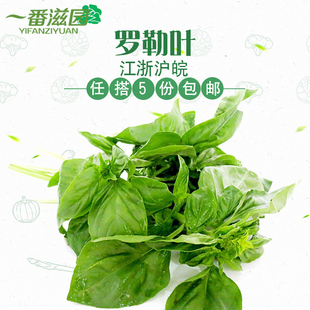 罗勒叶 新鲜 食用西餐香料披萨草 250g 江浙沪皖5件包邮