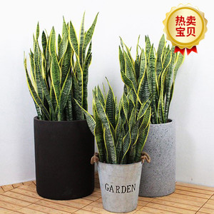 边虎皮兰 span class=h>盆栽/span>绿植物 室内客厅高大型虎尾兰除