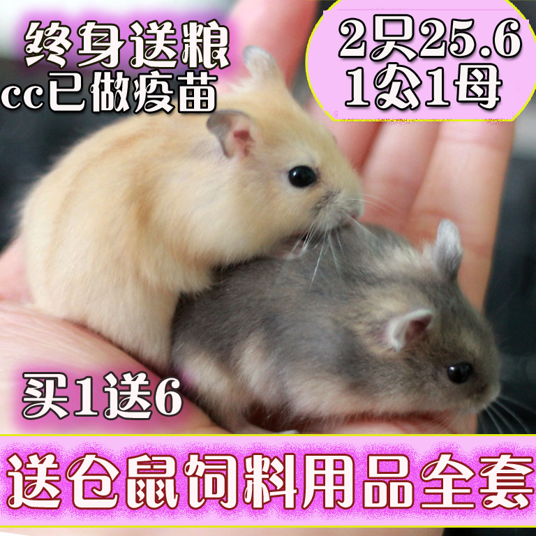 2只25.6仓鼠活物宝宝幼崽一对情侣小仓鼠活体苍鼠宿舍小宠物小型