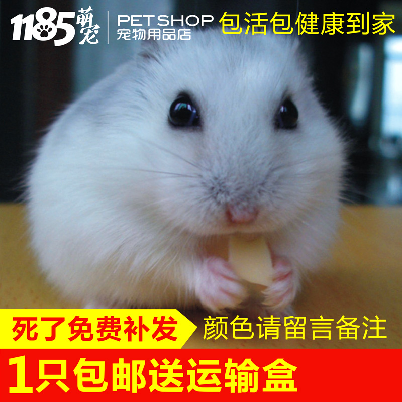 【1185】仓鼠活物银狐布丁三线紫仓迷你宠物侏儒鼠包健康包活到家