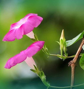 品牌名称: 牵牛花种子爬藤