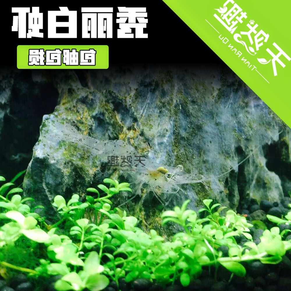 2018天然趣 秀丽白虾 太湖白虾水草虾除藻超黑壳大眼贼清洁虾爆款