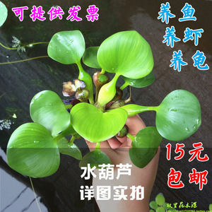 水葫芦植物专场