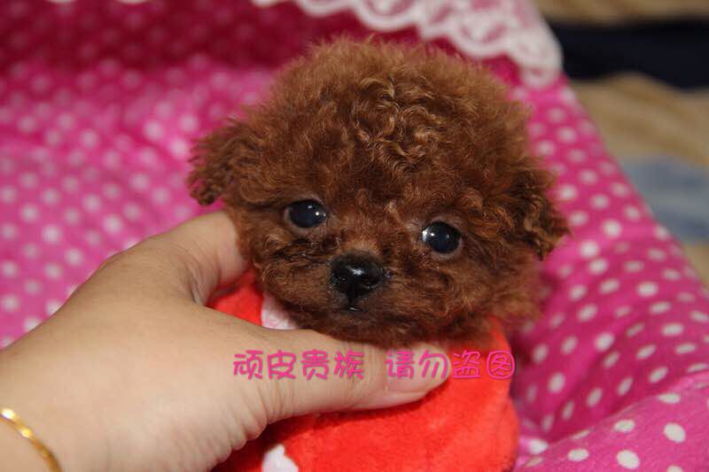 韩国纯种红色泰迪贵宾茶杯幼犬宠物狗狗活体出售