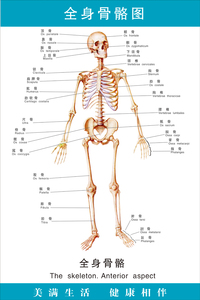 人体骨骼解剖图挂图图片