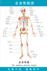 医院 span class=h>人体 /span>全身 span class=h>骨骼 /span>器官