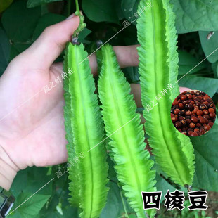 四棱豆种子 四棱豆苗 四角豆皇帝豆香龙豆 四季盆栽蔬菜阳台种植