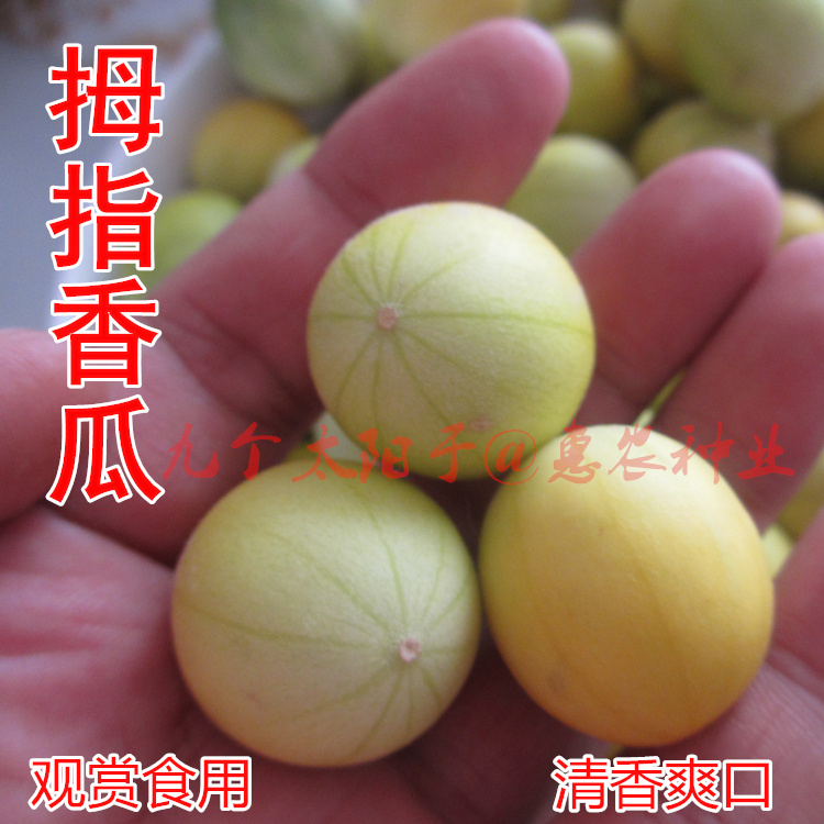 迷你甜瓜种子春季香瓜种孑四季盆栽拇指西瓜小香瓜种籽农家水果